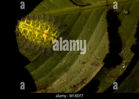Una sensazione puntoria slug caterpillar dalla famiglia Limacodidae probabilmente nel genere Isa. Questo è uno dall'Amazzonia colombiana. Foto Stock