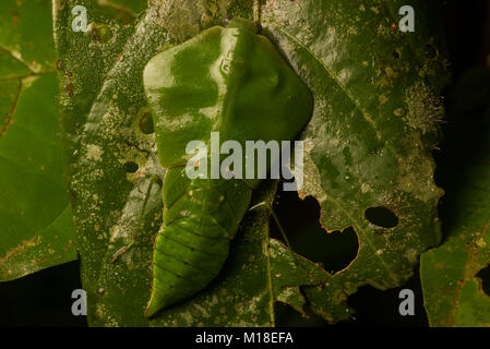 Uno scudo mantis in genere Choeradodis, si basa sul suo camuffamento per nasconderlo da entrambi i predatori e prede. Foto Stock