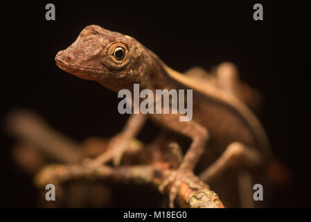 Un esile anole (Anolis fuscoauratus) una specie di lucertola dal Sud America. Foto Stock