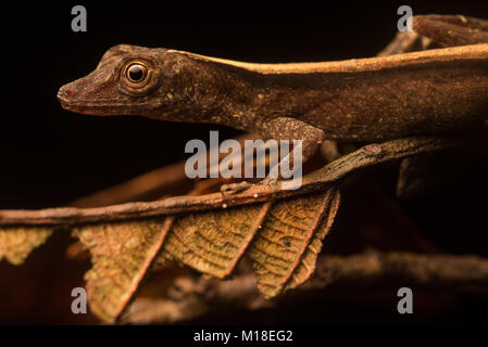 Un esile anole (Anolis fuscoauratus) una specie di lucertola dal Sud America. Foto Stock