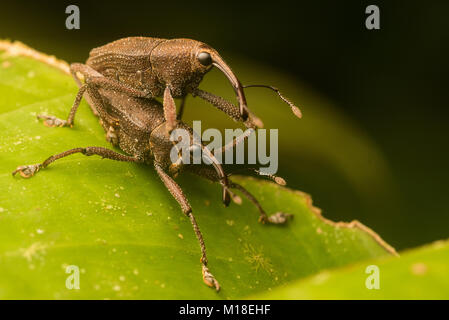 Due curculioni coniugata nella giungla amazzonica. Foto Stock