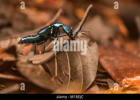 Un blu brillante e metallico rover beetle dal genere Plochionocerus, fotografato come si trova sul pavimento della giungla amazzonica. Foto Stock