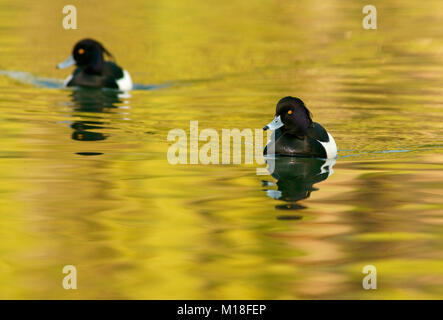 Anatre tufted (Aythya fuligula) in acqua,il maschio, Hesse,Germania Foto Stock