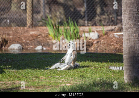 Questo anello-tailed lemur è prendere il sole nel suo cortile, godendo la luminosa luce del sole e ottenere il suo ventre riscaldato. Foto Stock