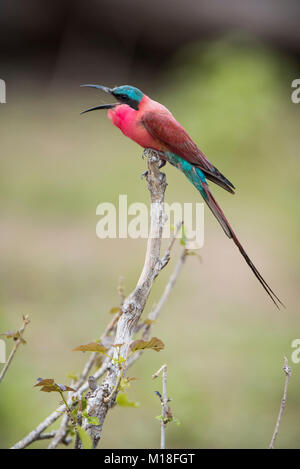 Southern carmine Gruccione (Merops nubicoides) si siede sul ramo,chiamando,Savuti,Chobe National Park,Chobe District,Botswana Foto Stock