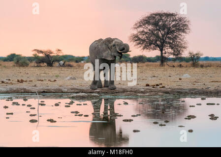 Elefante africano (Loxodonta africana) bevande a waterhole,Nxai Pan National Park,quartiere Ngamiland,Botswana Foto Stock