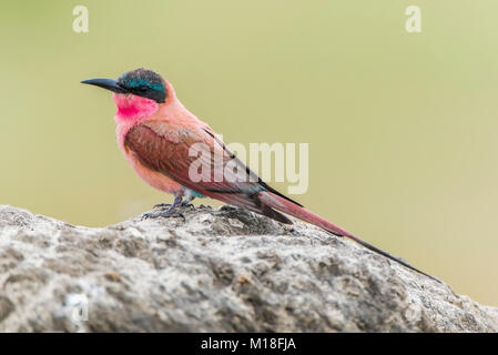 Southern carmine Gruccione (Merops nubicoides) si siede sulla roccia,Savuti,Chobe National Park,Chobe District,Botswana Foto Stock