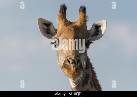 Giraffe (Giraffa camelopardalis),Portait,Nxai Pan National Park,quartiere Ngamiland,Botswana Foto Stock