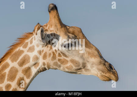 Giraffe (Giraffa camelopardalis),Portait,Nxai Pan National Park,quartiere Ngamiland,Botswana Foto Stock