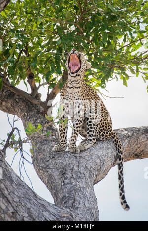 Leopard (Panthera pardus),si siede su un albero e sbadigli,Peter Pan,Savuti,Chobe National Park,Chobe District,Botswana Foto Stock