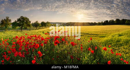 Il mais di papavero (Papaver rhoeas) nel campo di orzo al tramonto,Pietenfeld,Altmühltal,Baviera,Germania Foto Stock