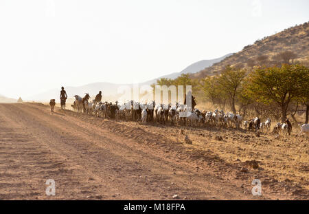 Himbas,caprai drive allevamenti di capre lungo una strada principale,Kaokoveld,Namibia Foto Stock