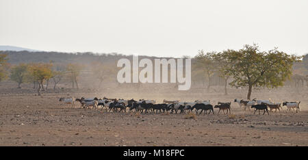 Allevamento di capre nella savana secca,Kaokoveld,Namibia Foto Stock