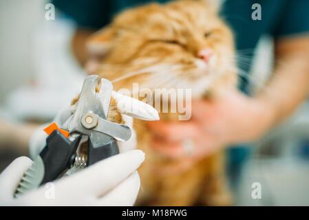 I veterinari Professional cut artigli cat closeup, clinica veterinaria. Vet medici lavorano in ospedale per animali Foto Stock