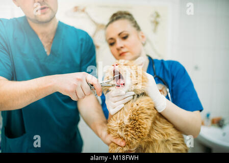 I veterinari professionale guarda i gatti bocca, clinica veterinaria. Vet medici lavorano in ospedale per animali Foto Stock