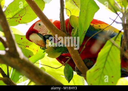 Wild Scarlet Macaw (Ara macao) mangiare una mandorla in una struttura ad albero in Sierpe, Puntarenas Provincia, Costa Rica Foto Stock