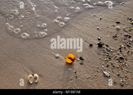 Conchiglie di mare, e lei la vita sulla spiaggia al tramonto Foto Stock