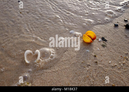 Conchiglie di mare, e lei la vita sulla spiaggia al tramonto Foto Stock