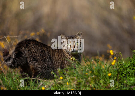 Feral Cat in piedi in un campo e guardando la telecamera. Foto Stock