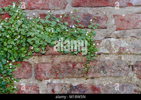 Mattoni con sfondo ivy con fiori di colore bianco Foto Stock