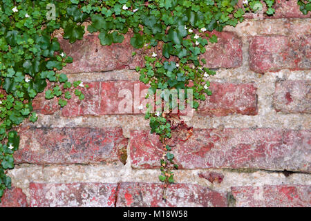 Mattoni con sfondo ivy con fiori di colore bianco Foto Stock