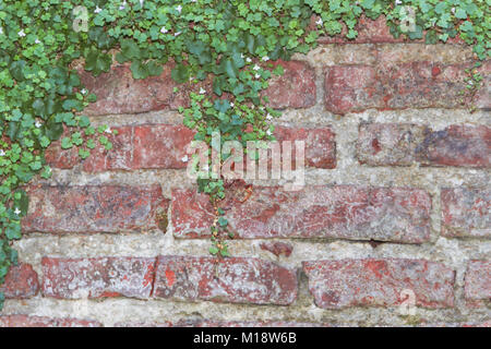 Mattoni con sfondo ivy con fiori di colore bianco Foto Stock