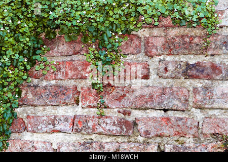Mattoni con sfondo ivy con fiori di colore bianco Foto Stock