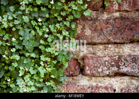 Mattoni con sfondo ivy con fiori di colore bianco Foto Stock