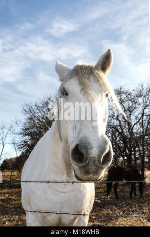 White Horse guardando oltre il recinto di filo spinato da angolazione inusuale con naso grande e testa forshortened con la Dark Horse e alberi in background Foto Stock