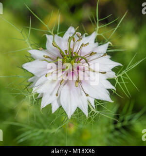 Una macro shot di nigella bloom. Foto Stock