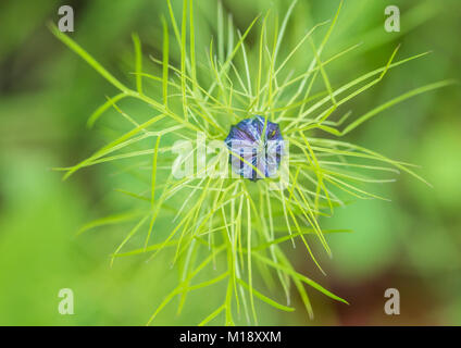 Una macro shot del germoglio di fiore di nigella bloom. Foto Stock