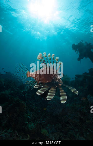 Leone sotto sunburst scena oceano Foto Stock