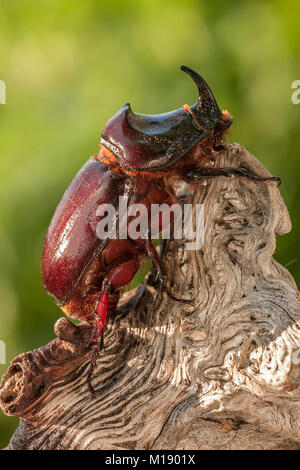 Europeo di scarabeo rinoceronte, Oryctes nasicornis, arroccato su di un registro Foto Stock