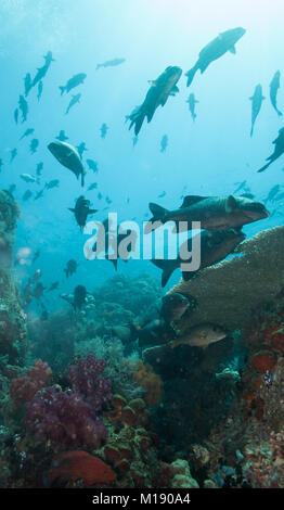 Splendidi fondali oceano tropicale sfondo Foto Stock