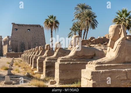 Tempio di Luxor Luxor Egitto Foto Stock