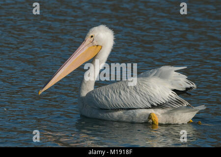 Americano bianco pellicano (Pelecanus erythrorhynchos) California Foto Stock