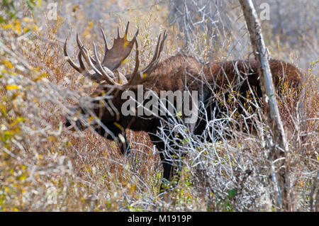 Bull Moose alimentare sui salici in Grand Teton National Park Wyoming Foto Stock