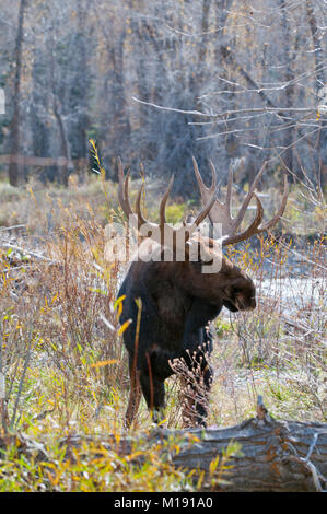 Trofeo bull moose (Alces alces) nel Parco Nazionale di Grand Teton, Wyoming Foto Stock