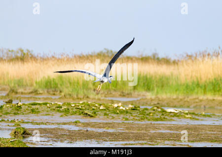 Airone cenerino all'interno di fiume Po laguna, paesaggio italiano. Natura Foto Stock