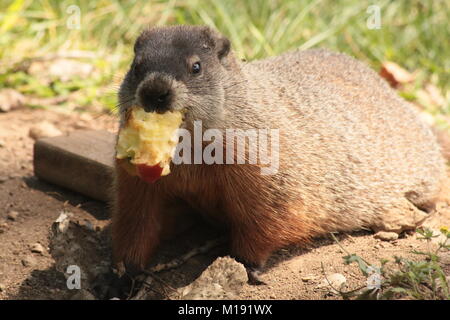 Questo adorabile marmotta trova un Apple a sinistra da un turista che visita Jaques Cartier Park per MosaiCanada 150. Sulle rive del fiume Ottawa. Foto Stock