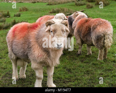 Lakeland Herdwick pecore arieti con corna e spessi veli di lana e il colorante rosso patch in campo di erba verde, Cumbria, England, Regno Unito Foto Stock