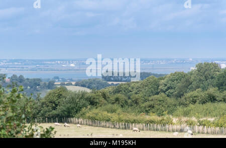 Vista di pecore al pascolo in un campo con la campagna di Kent, Fiume Medway, Isle of Sheppey e Thames Estuary in distanza, Kent, Regno Unito Foto Stock