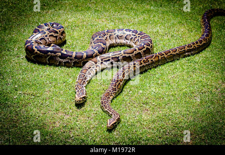 Birmano sfondo python. Due pitoni su erba Foto Stock