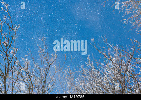 Inverno blu cielo chiaro con caduta di neve da alberi sullo sfondo Foto Stock