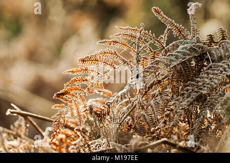 Coperto di brina bracken e ragnatele su un bellissimo luminoso winter mattina nel West Sussex Foto Stock