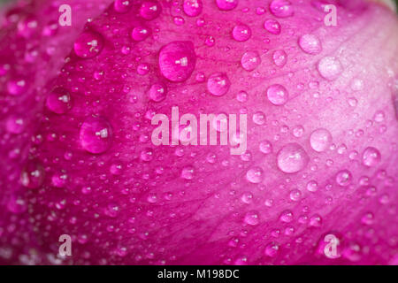 Chiudere fino a la peonia bud con gocce di rugiada. Fiore rosa con gocce d'acqua Foto Stock