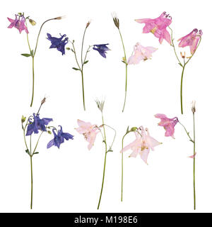 Set di essiccato e fiori pressati di una rosa, blu e viola Aquilegia vulgaris aquilegia alpina fiore isolato su uno sfondo bianco. Erbario della molla fl Foto Stock