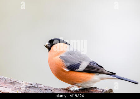 Bullfinch maschio visto durante il 2018 RSPB grande giardino osservare gli uccelli Foto Stock