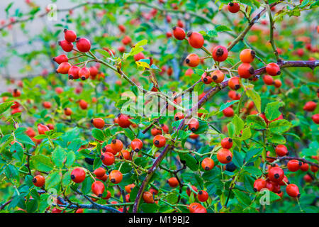 Rosa canina e foglie. Cane di rosa (Rosa canina). Foto Stock