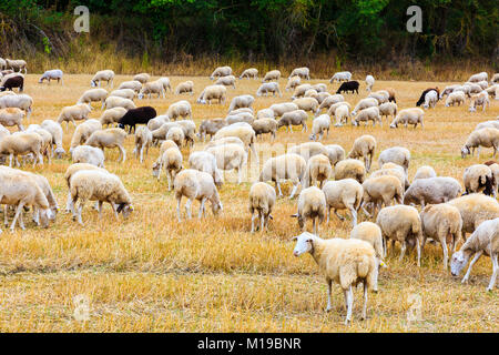 Gregge di pecore in un campo di grano. Foto Stock